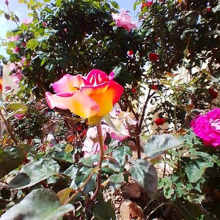 Las/Rosas Orgaz 外观 照片